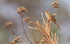 Wedge-tailed Grass-Finch